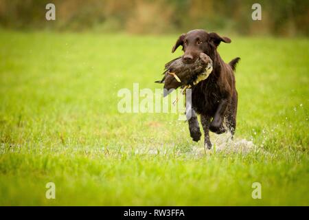 Flat Coated Retriever auf Entenjagd Stockfoto