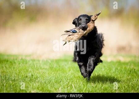 Flat Coated Retriever auf Entenjagd Stockfoto