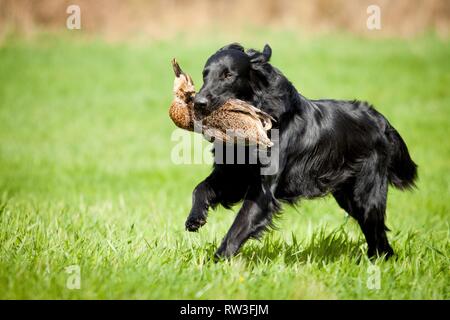 Flat Coated Retriever auf Entenjagd Stockfoto