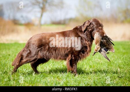 Flat Coated Retriever auf Entenjagd Stockfoto