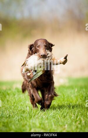 Flat Coated Retriever auf Entenjagd Stockfoto