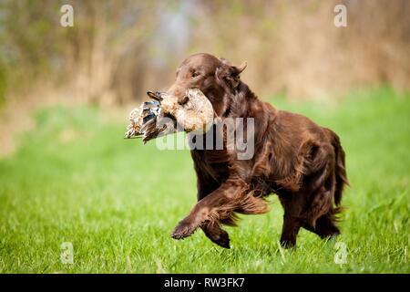 Flat Coated Retriever auf Entenjagd Stockfoto