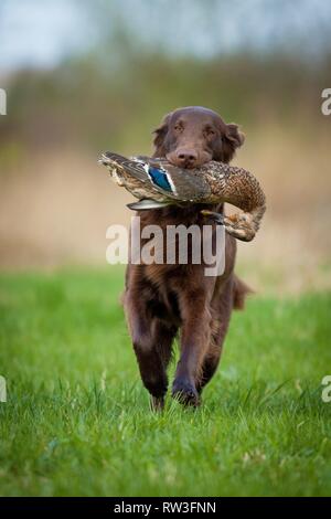 Flat Coated Retriever auf Entenjagd Stockfoto