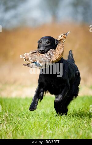 Flat Coated Retriever auf Entenjagd Stockfoto