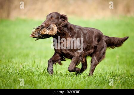 Flat Coated Retriever auf Entenjagd Stockfoto