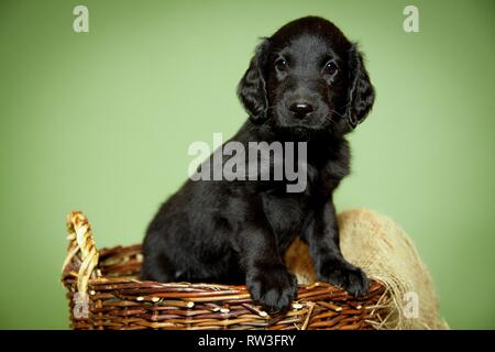 Flat Coated Retriever Welpen im Korb Stockfoto