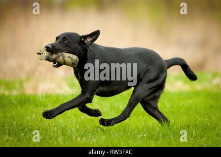 Labrador Retriever laufen Stockfoto