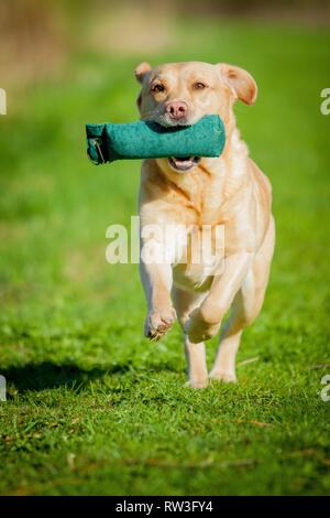 Labrador Retriever laufen Stockfoto