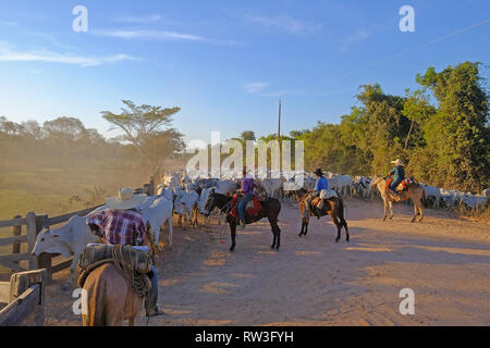 Nicht erkennbare Cowboys auf einer Farm entlang der Transpantaneira Straße im Pantanal, in der Nähe von Pocone, Mato Grosso do Sul, Brasilien Stockfoto