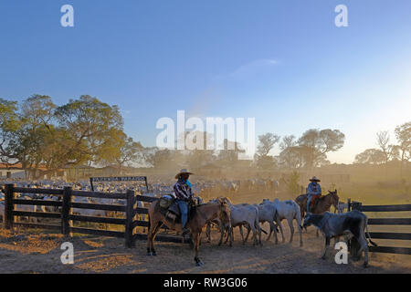 Pocone, Mato Grosso, Brasilien, 29. Juli 2018: Cowboys auf einer Farm entlang der Transpantaneira Straße im Pantanal, Brasilien Stockfoto