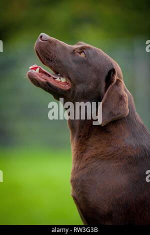 Labrador Retriever Porträt Stockfoto