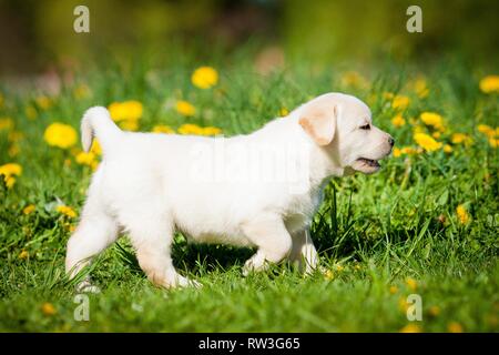 Trab Labrador Retriever Stockfoto