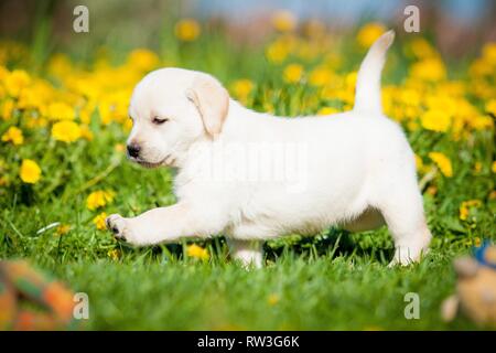 Trab Labrador Retriever Stockfoto