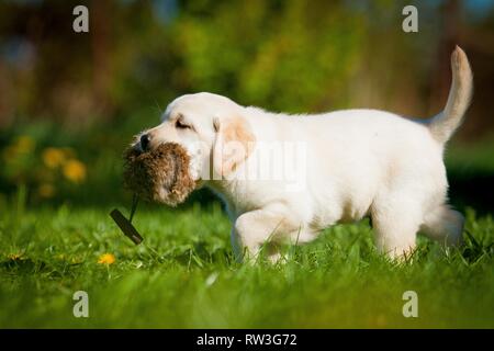 Labrador Retriever Fuß Stockfoto