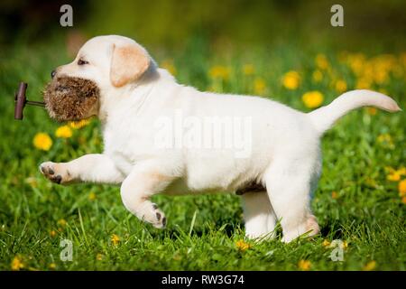 Labrador Retriever laufen Stockfoto