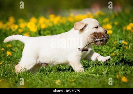 Labrador Retriever laufen Stockfoto