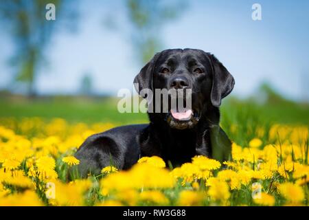 Labrador Retriever liegend Stockfoto