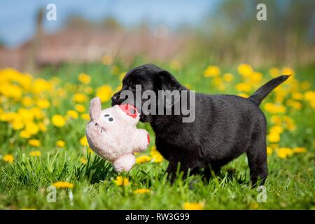 Labrador Retriever Welpen Stockfoto