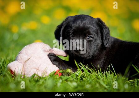 Labrador Retriever liegend Stockfoto