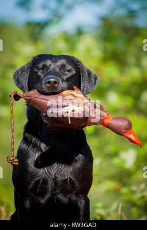 Labrador Retriever Porträt Stockfoto