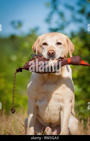 Labrador Retriever Porträt Stockfoto