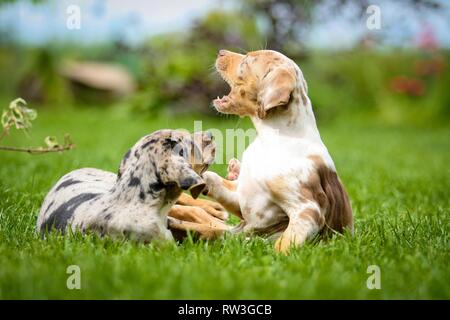 liegenden Louisiana Catahoula Leopard Dog Stockfoto