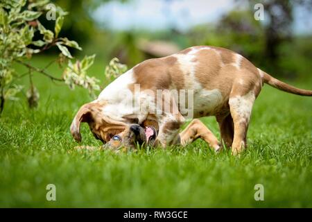 Spielen Louisiana Catahoula Leopard Hunde Stockfoto