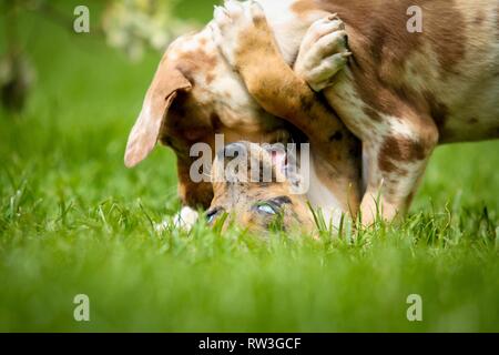 liegenden Louisiana Catahoula Leopard Dog Stockfoto