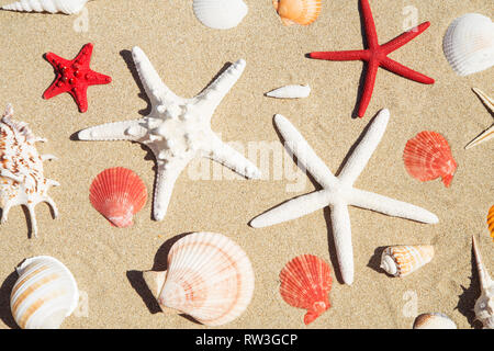 Muscheln und Seesterne auf Sand Hintergrund Stockfoto