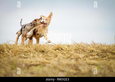 Louisiana Catahoula Leopard Dog ausgeführt Stockfoto