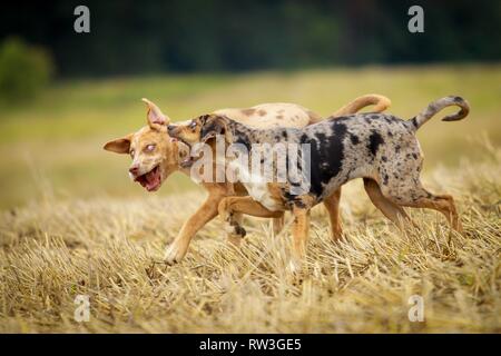 Louisiana Catahoula Leopard Dog ausgeführt Stockfoto