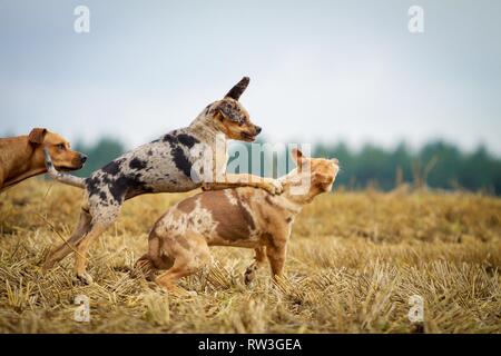 Louisiana Catahoula Leopard Dog ausgeführt Stockfoto