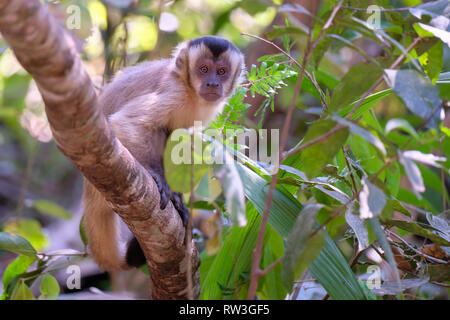 Adsar der Kapuziner Kapuziner oder mit Kapuze, Sapajus Cay, Simia Apella oder Cebus Apella, Nobres, Mato Grosso, Pantanal, Brasilien Stockfoto