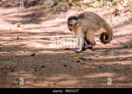 Adsar der Kapuziner Kapuziner oder mit Kapuze, Sapajus Cay, Simia Apella oder Cebus Apella, Nobres, Mato Grosso, Pantanal, Brasilien Stockfoto