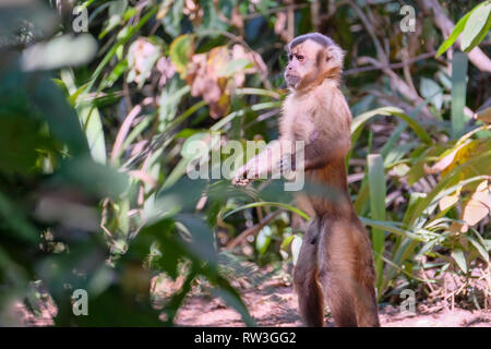 Adsar der Kapuziner Kapuziner oder mit Kapuze, Sapajus Cay, Simia Apella oder Cebus Apella, Nobres, Mato Grosso, Pantanal, Brasilien Stockfoto