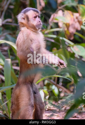 Adsar der Kapuziner Kapuziner oder mit Kapuze, Sapajus Cay, Simia Apella oder Cebus Apella, Nobres, Mato Grosso, Pantanal, Brasilien Stockfoto