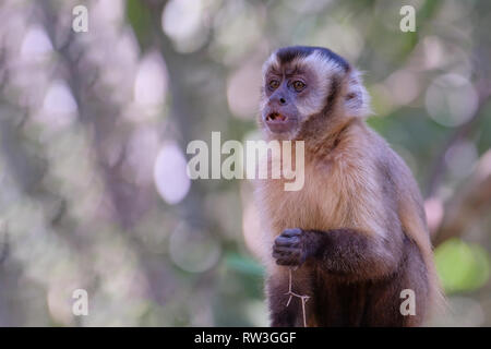 Adsar der Kapuziner Kapuziner oder mit Kapuze, Sapajus Cay, Simia Apella oder Cebus Apella, Nobres, Mato Grosso, Pantanal, Brasilien Stockfoto
