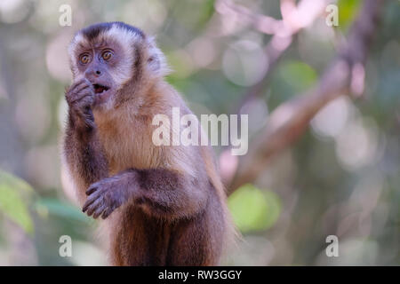 Adsar der Kapuziner Kapuziner oder mit Kapuze, Sapajus Cay, Simia Apella oder Cebus Apella, Nobres, Mato Grosso, Pantanal, Brasilien Stockfoto