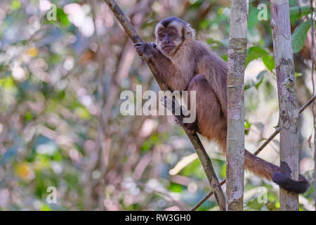 Adsar der Kapuziner Kapuziner oder mit Kapuze, Sapajus Cay, Simia Apella oder Cebus Apella, Nobres, Mato Grosso, Pantanal, Brasilien Stockfoto