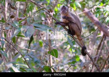 Adsar der Kapuziner Kapuziner oder mit Kapuze, Sapajus Cay, Simia Apella oder Cebus Apella, Nobres, Mato Grosso, Pantanal, Brasilien Stockfoto