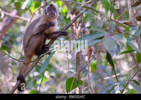 Adsar der Kapuziner Kapuziner oder mit Kapuze, Sapajus Cay, Simia Apella oder Cebus Apella, Nobres, Mato Grosso, Pantanal, Brasilien Stockfoto