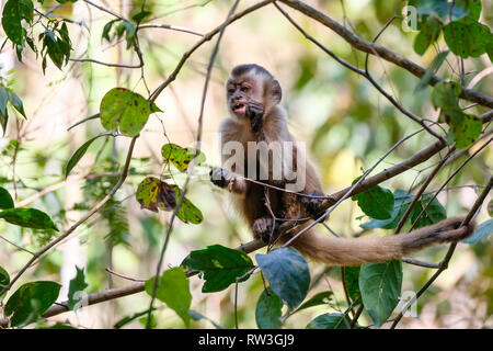 Adsar der Kapuziner Kapuziner oder mit Kapuze, Sapajus Cay, Simia Apella oder Cebus Apella, Nobres, Mato Grosso, Pantanal, Brasilien Stockfoto