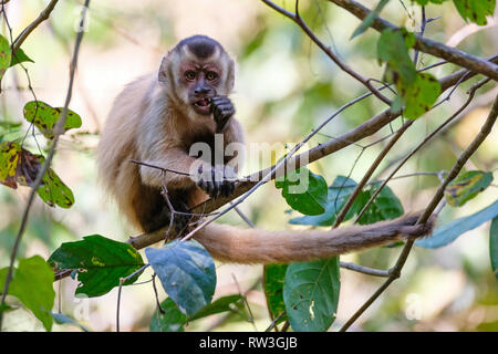 Adsar der Kapuziner Kapuziner oder mit Kapuze, Sapajus Cay, Simia Apella oder Cebus Apella, Nobres, Mato Grosso, Pantanal, Brasilien Stockfoto