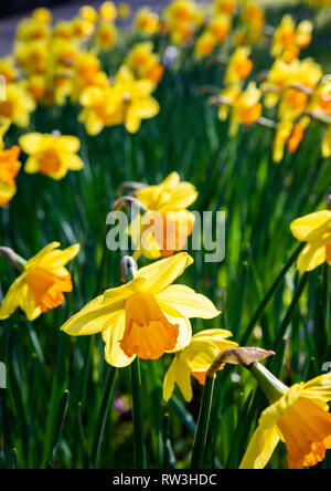 Narzissen in voller Blüte Stockfoto