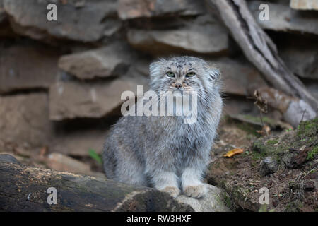 Portrait von schöne Katze, Pallas Cat's, Otocolobus manul ruht. Kleine wilde Katze mit einem breiten aber fragmentiert Verteilung im Grasland und monta Stockfoto