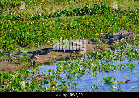 Yacare Kaimane, Caiman Crocodilus Yacare Jacare, im Grasland des Pantanal Feuchtgebiet, Petropolis, Mato Grosso Sul, Brasilien Stockfoto