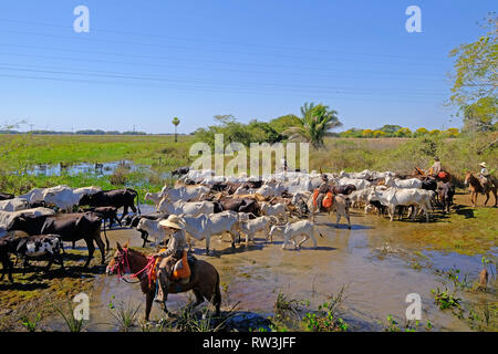 Nicht erkennbare Cowboys mit Kühe, Rinder Transport auf der Natur Parkway im Pantanal, Mato Grosso do Sul, Brasilien Stockfoto