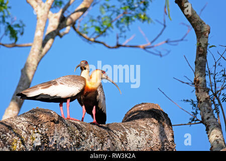 Ein paar Buff Necked Ibis, Theristicus Caudatus, stehend auf einem Zweig im Pantanal, Porto Jofre, Brasilien, Südamerika Stockfoto