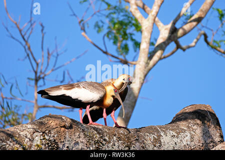 Ein paar Buff Necked Ibis, Theristicus Caudatus, stehend auf einem Zweig im Pantanal, Porto Jofre, Brasilien, Südamerika Stockfoto