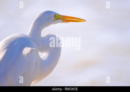 Wunderschönes portrait Nahaufnahme von Great Egret, Egretta alba, im Pantanal, Porto Jofre, Mato Grosso do Sul, Brasilien Stockfoto
